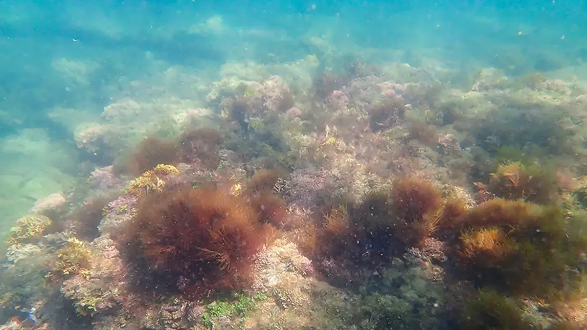 Under the Sea at Okinoshima